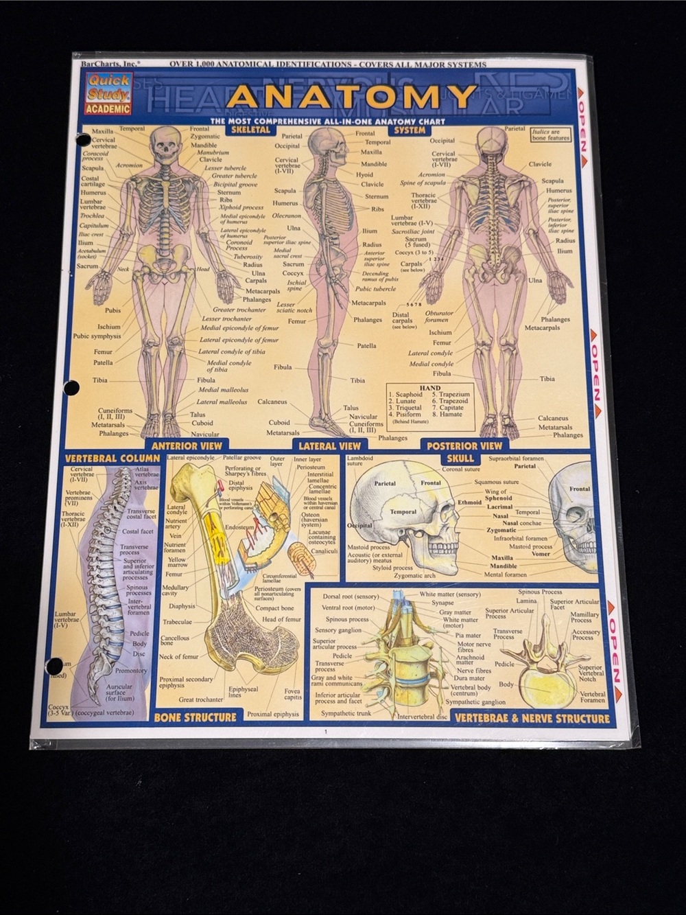 Bar charts, Inc Anatomy Chart and Biology Chart Quick Study Guides
